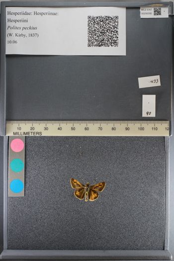 Media type: image;   Entomology 206592